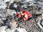 Osztrák csészegomba (Sarcoscypha austriaca), Miskolctapolca